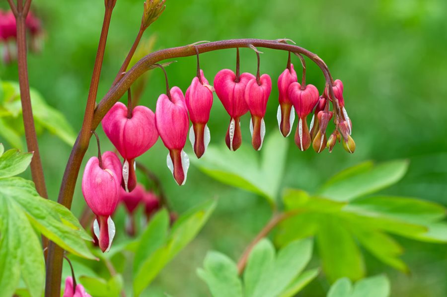Dicentra