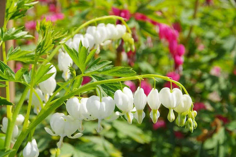 Dicentra pianta