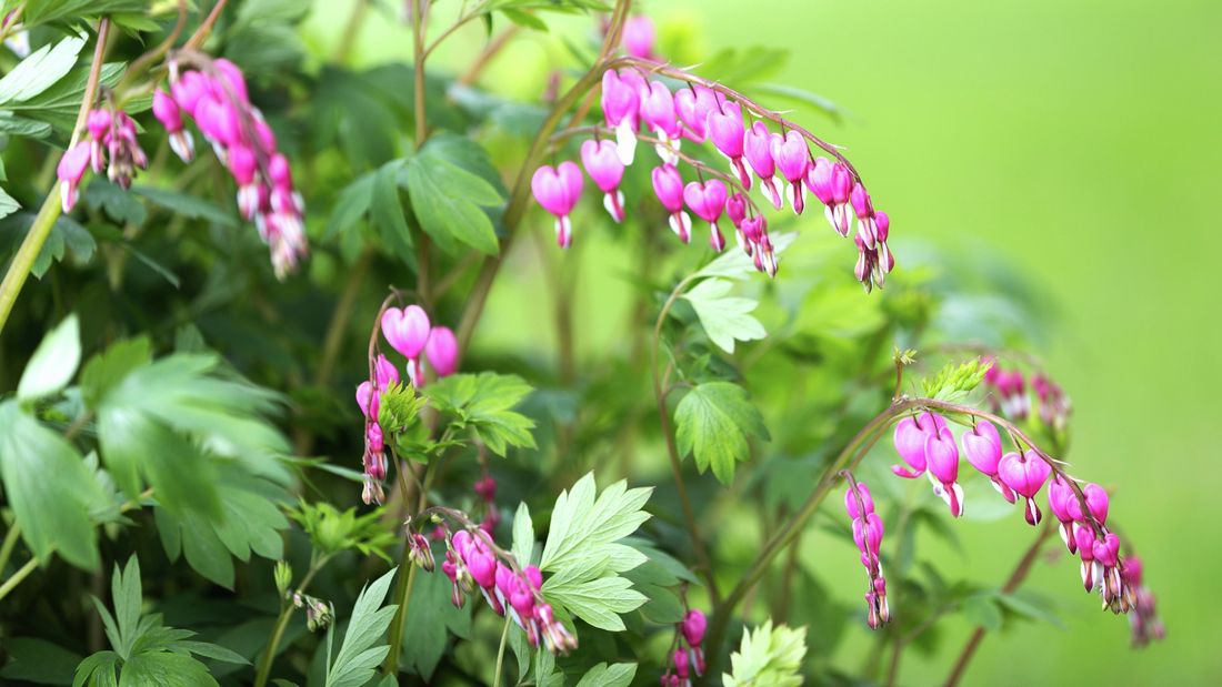 Dicentra fiore