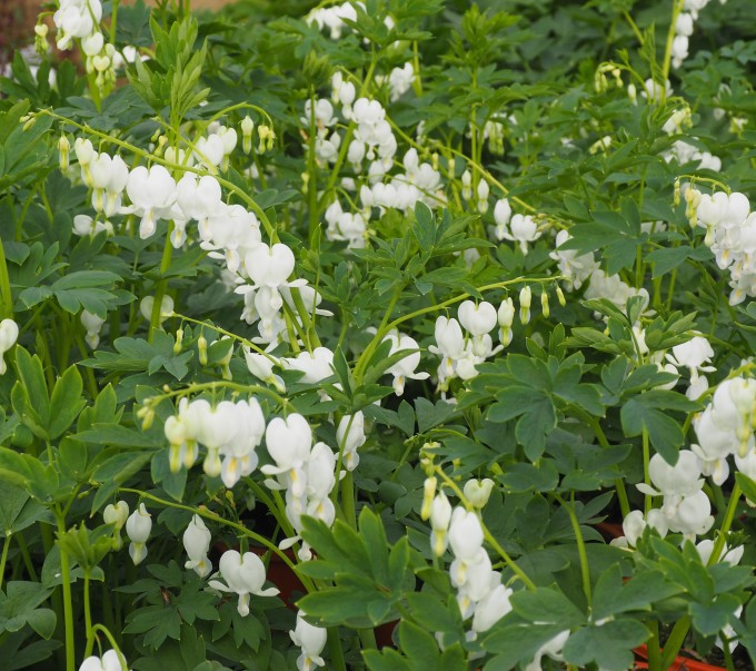 Dicentra fiore