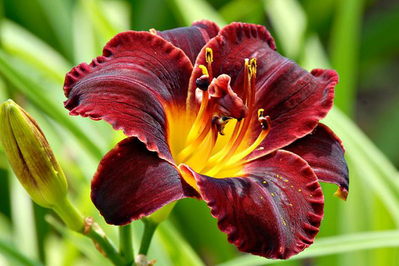 Emerocallide coltivare