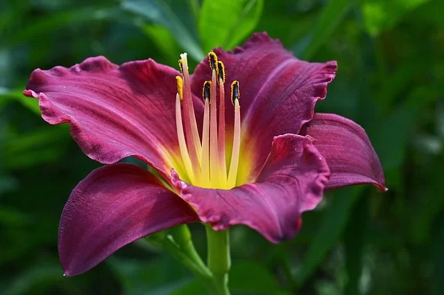 Emerocallide coltivare