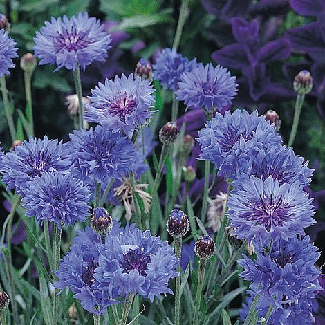 Fiordaliso coltivare