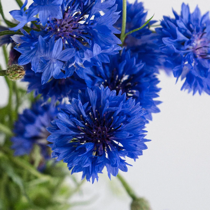 Fiordaliso coltivare