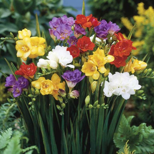 Fresia fiori