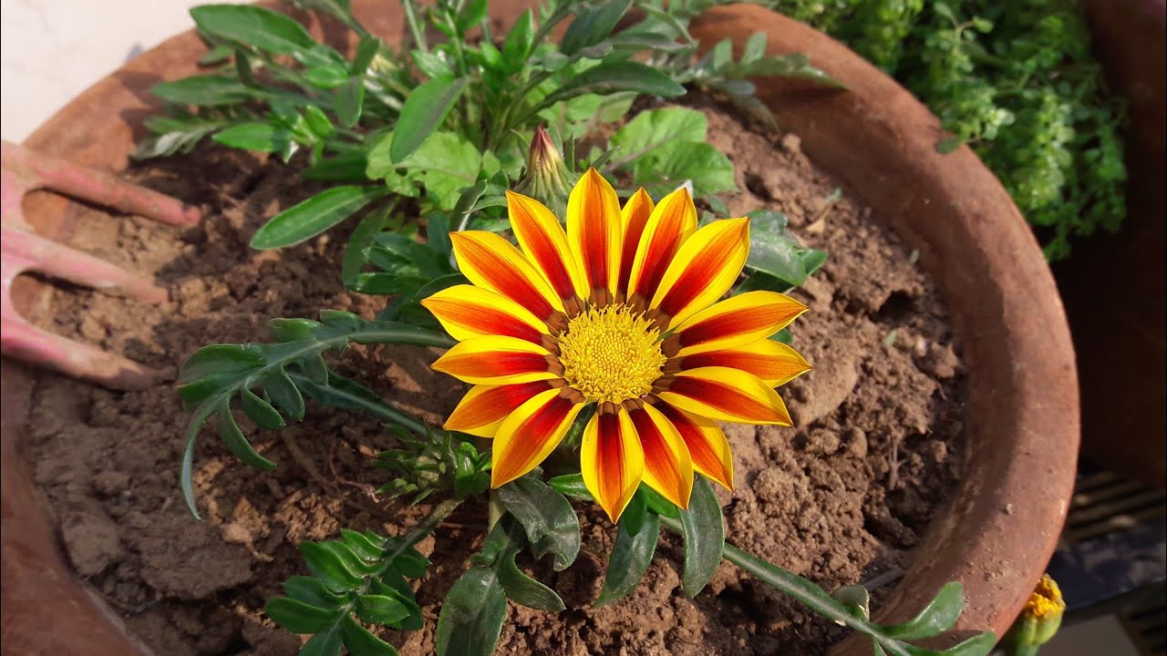 Gazania fiore