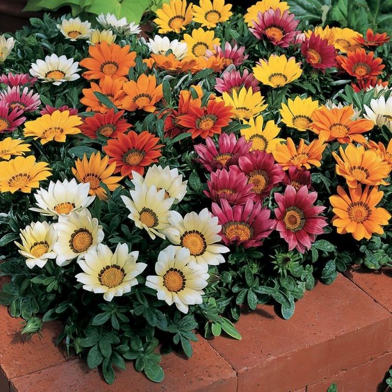 Gazania coltivare