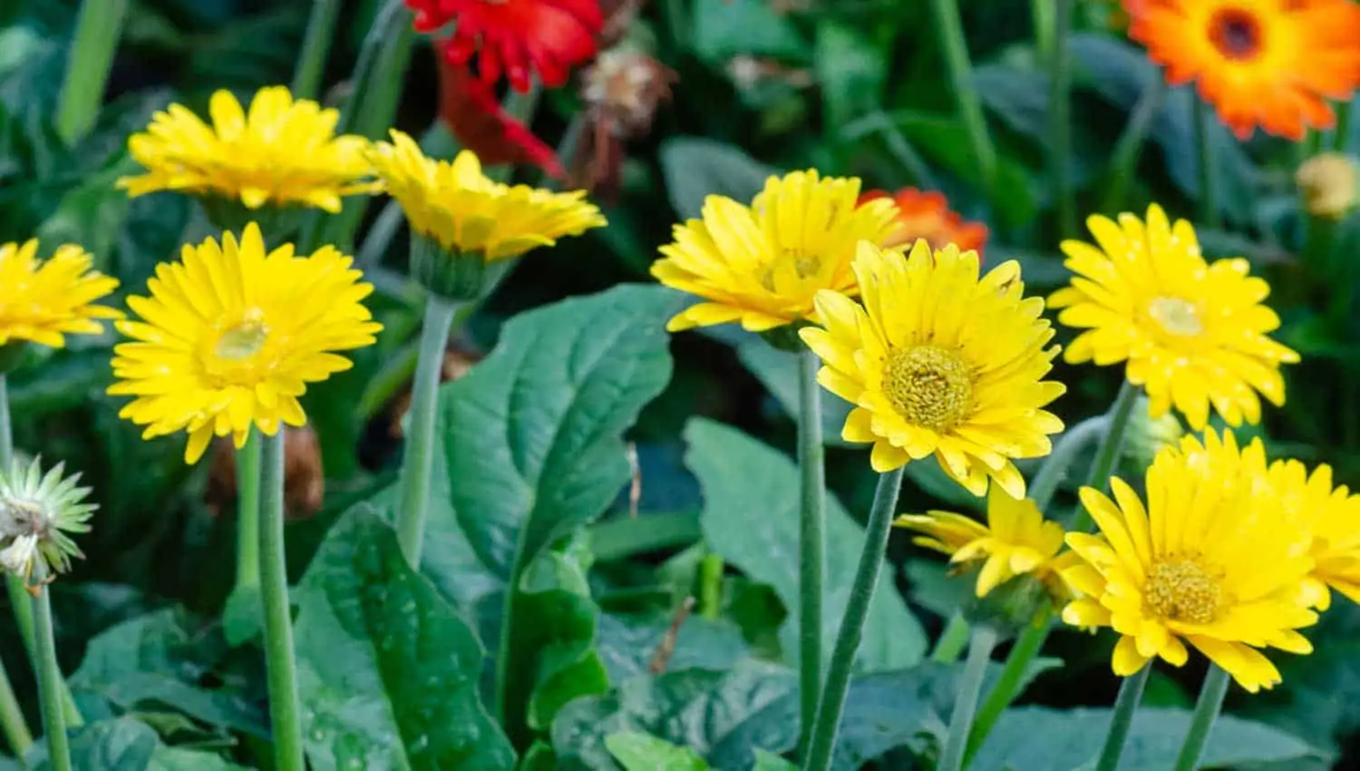 Gerbera