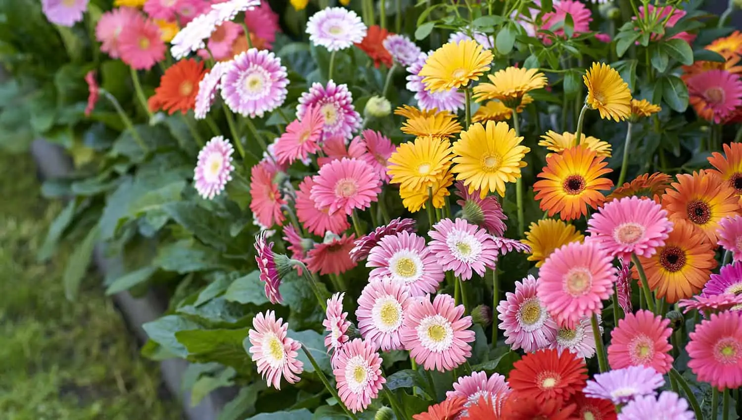 Gerbera coltivare