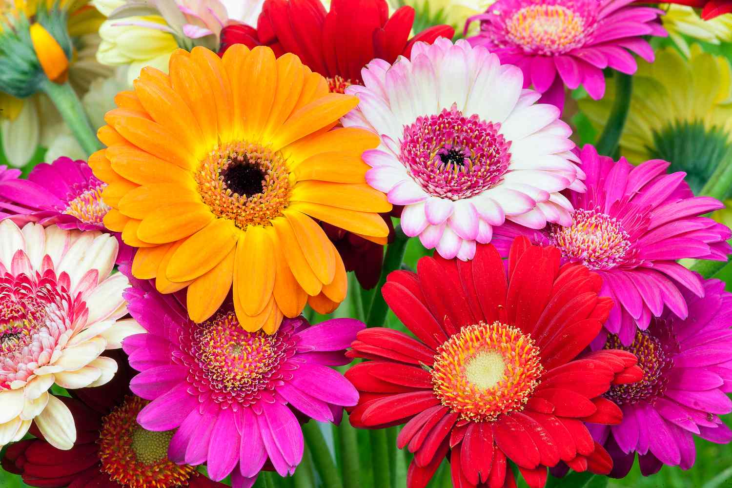 Gerbera fiore