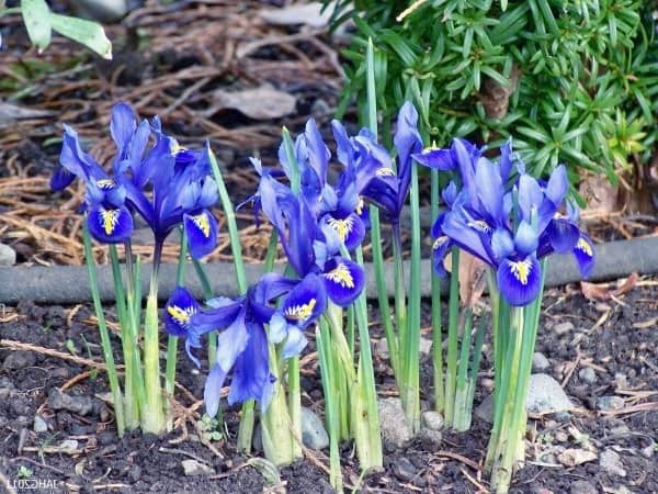 Iris coltivare
