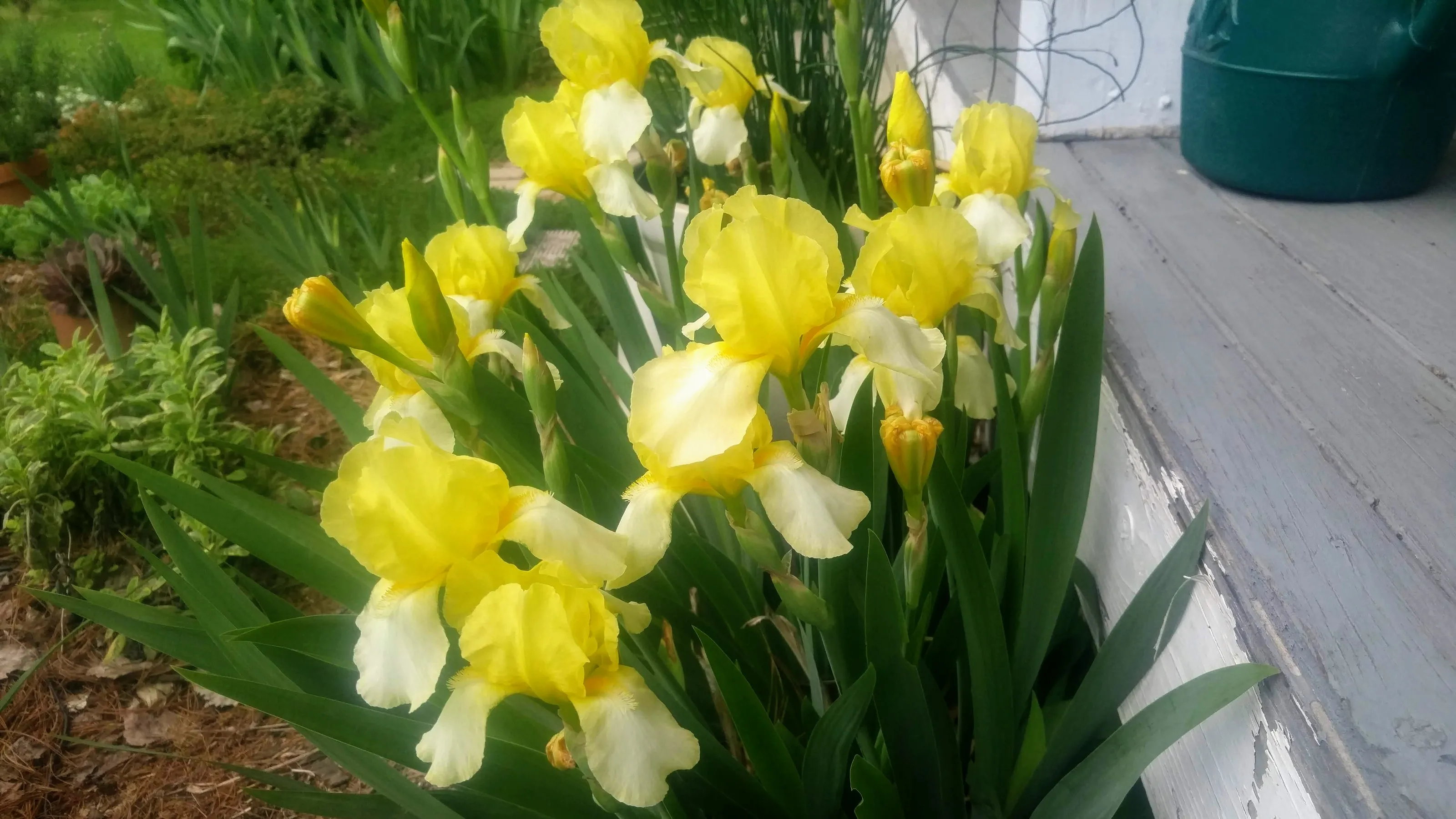 Iris fiore