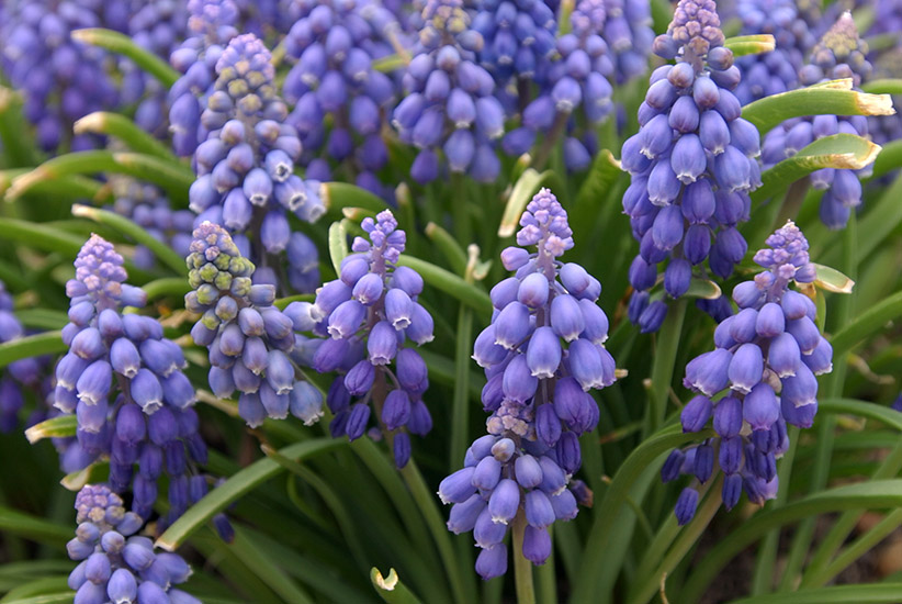 Muscari