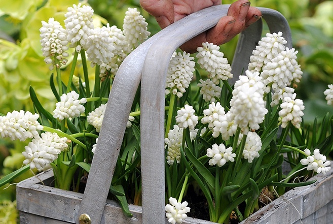 Muscari pianta