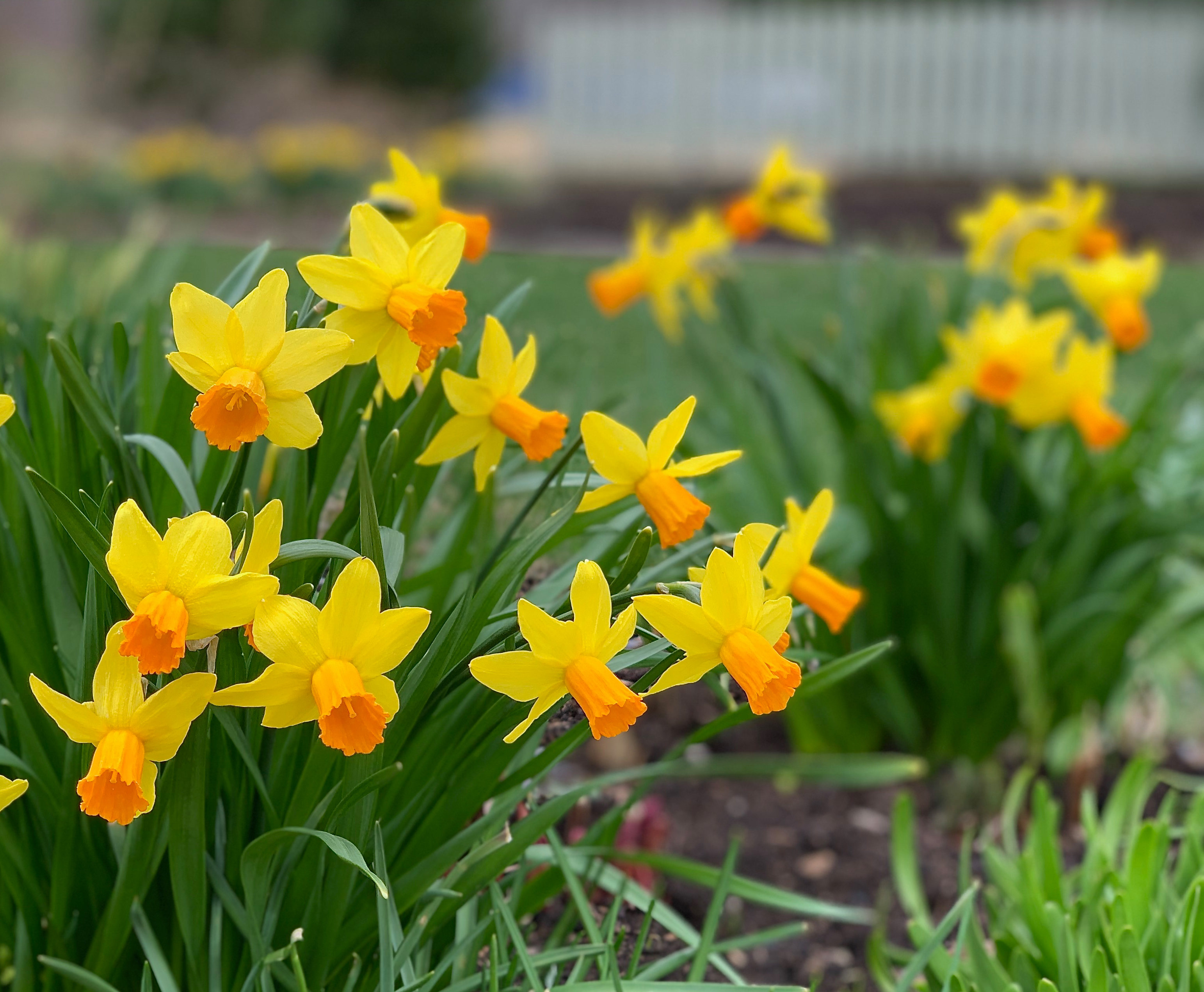 Narciso coltivare