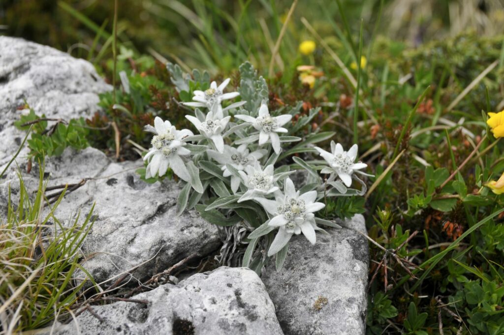 fiori, stellaalpina