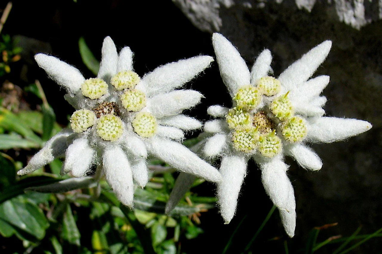 Stella Alpina fiore