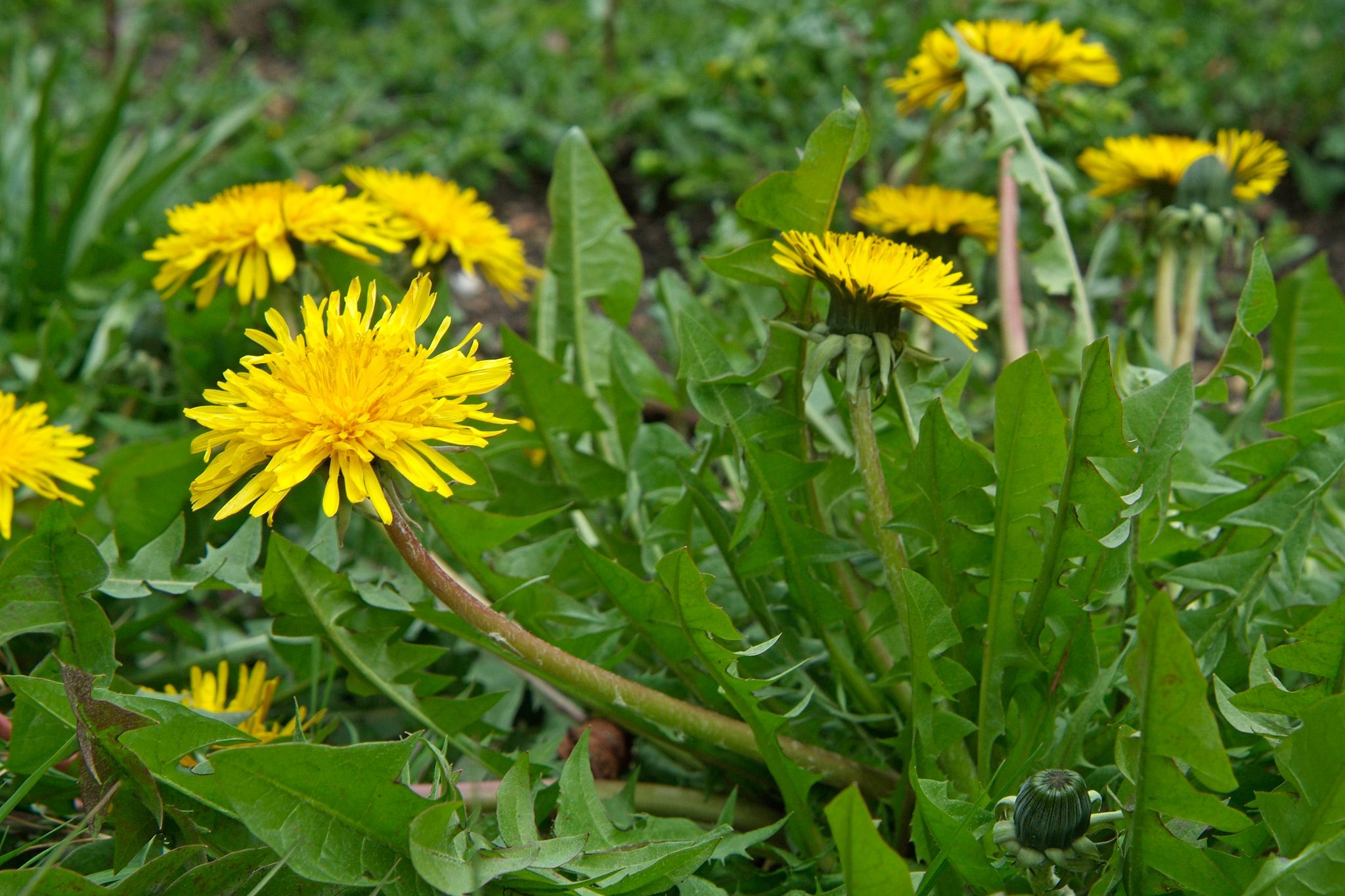fiori, tarassaco