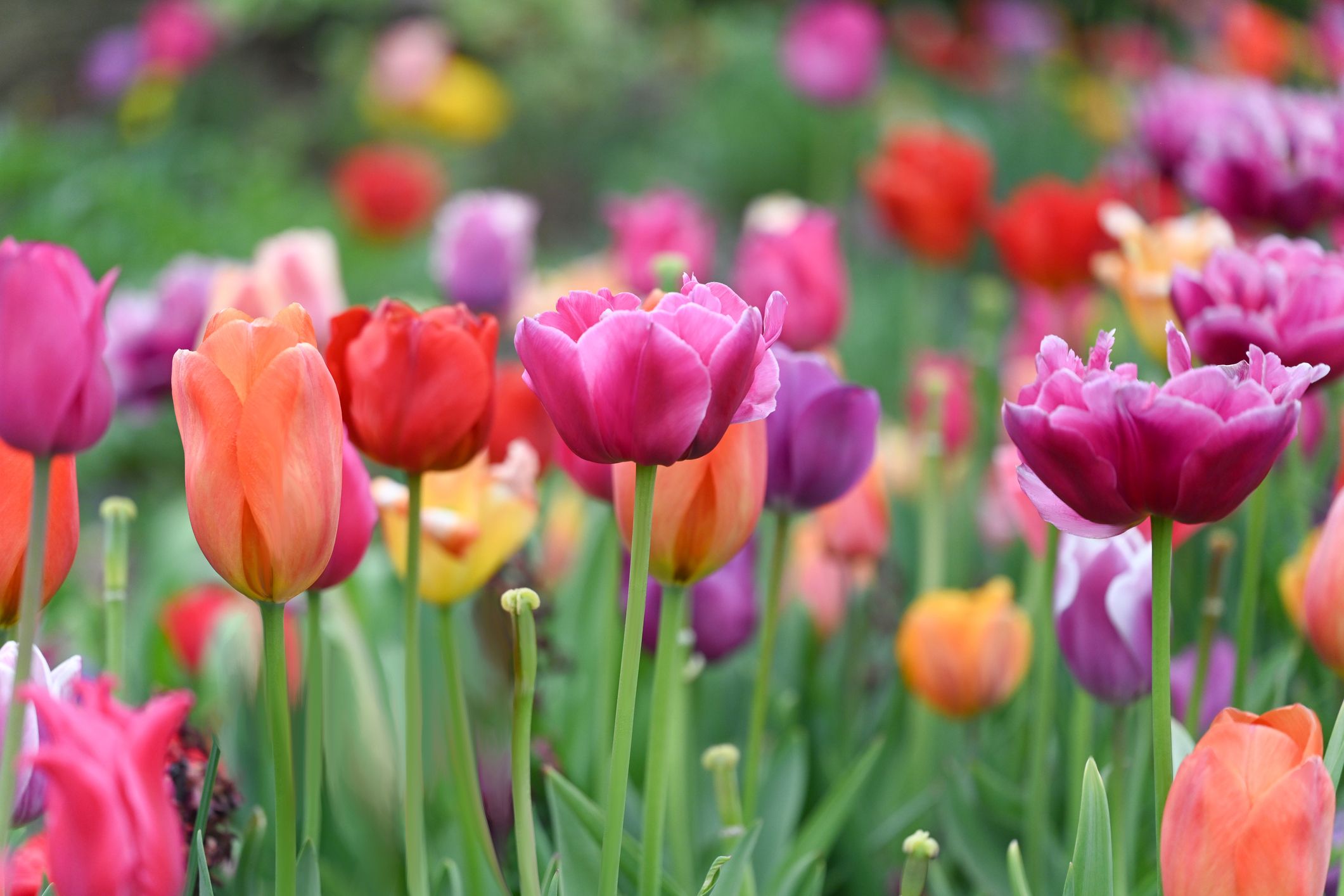 fiori, tulipano