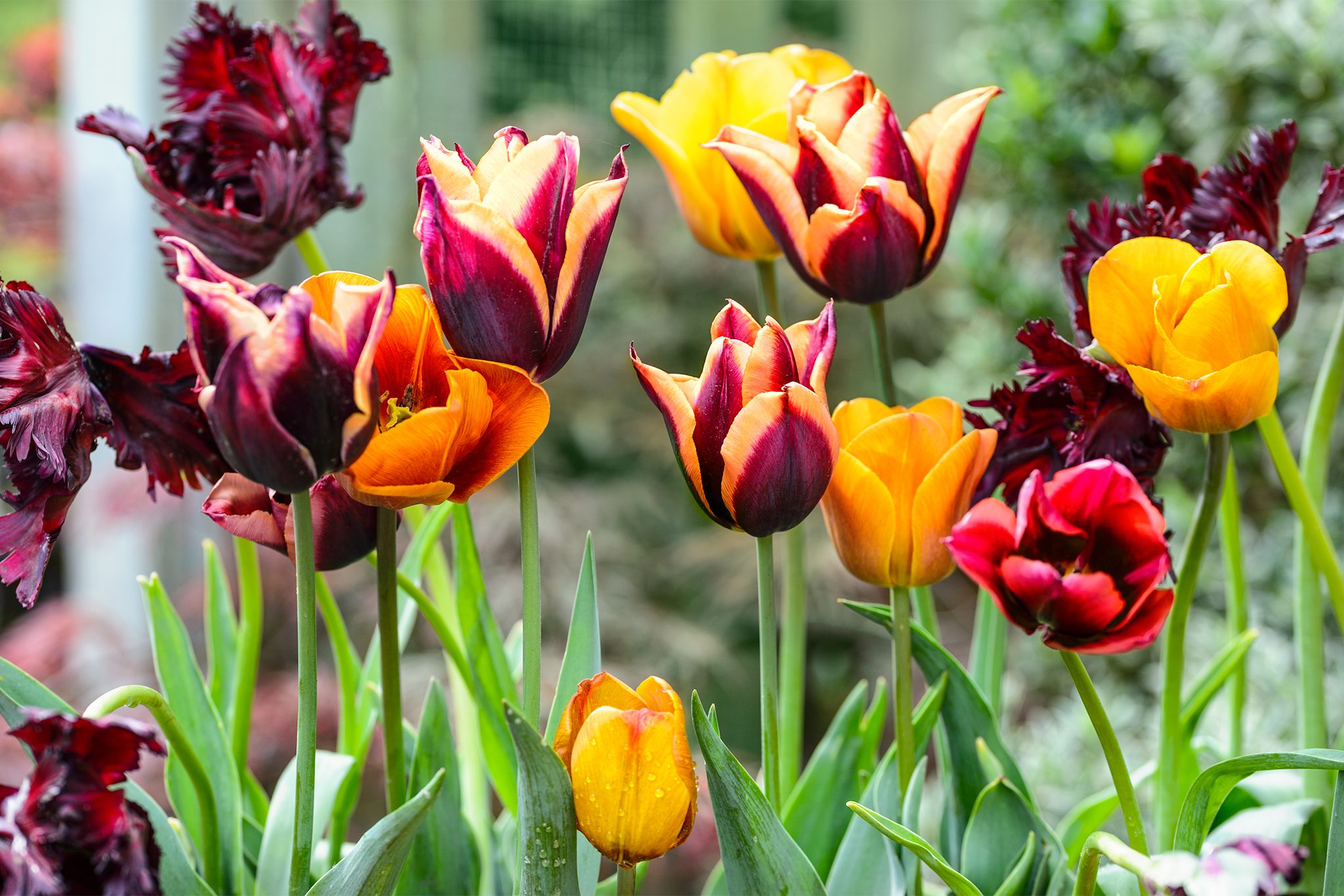 Tulipano fiore