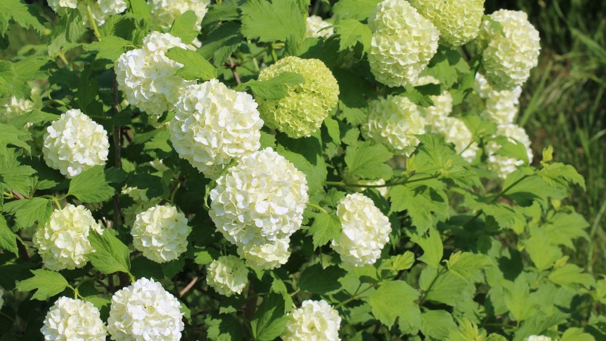 fiori, viburno