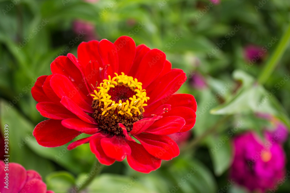 Zinnia coltivazione