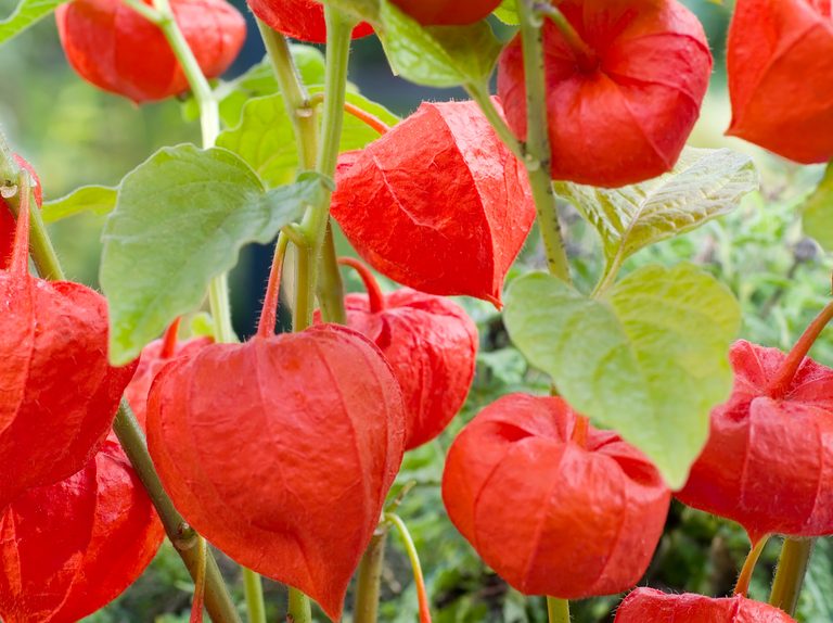 frutta, alchechengi