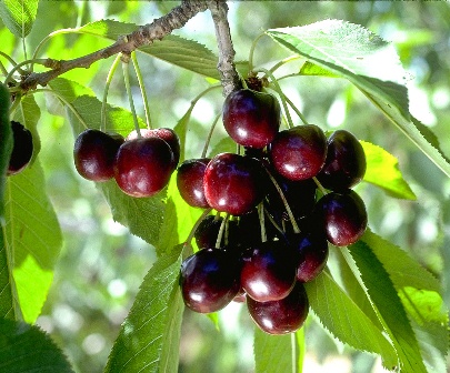 frutta, amarena