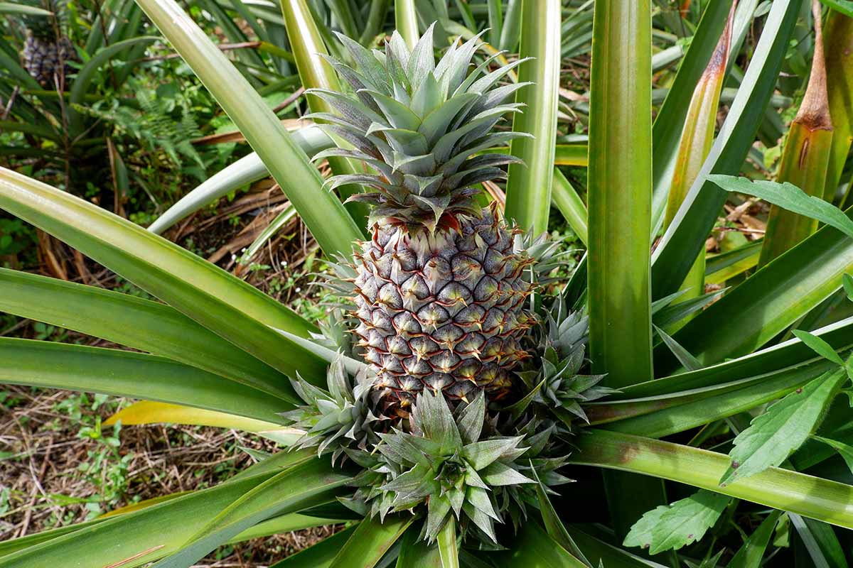 Ananas