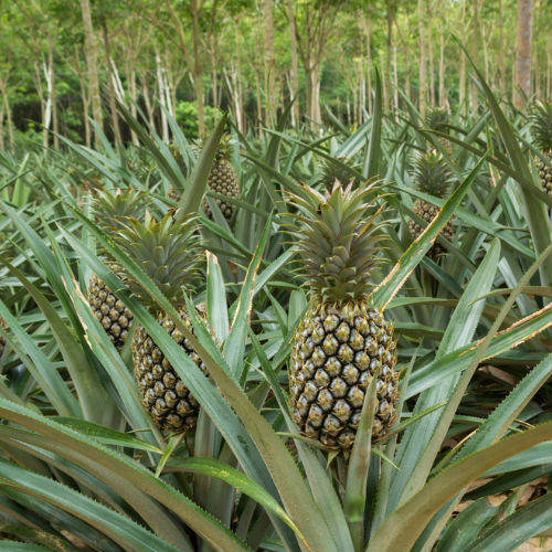 Ananas coltivazione