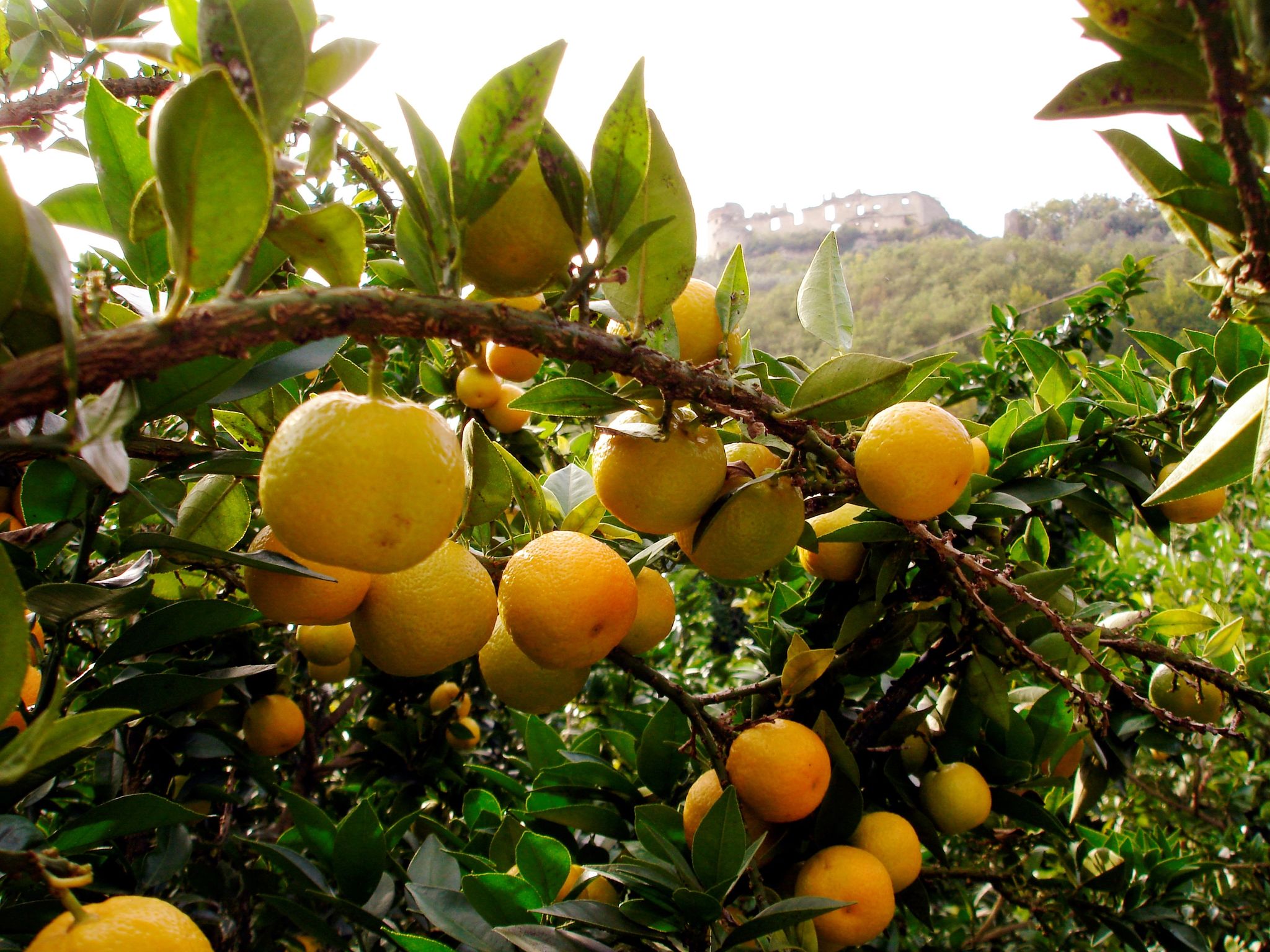 chinotto