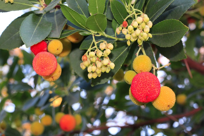 Corbezzolo frutto