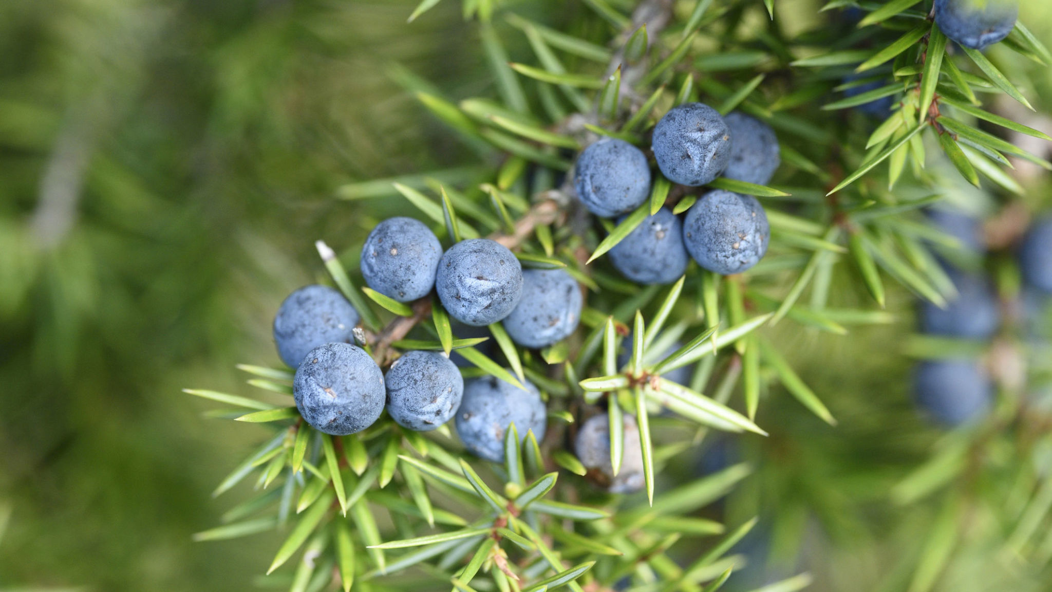 Frutti di Bosco coltivazione