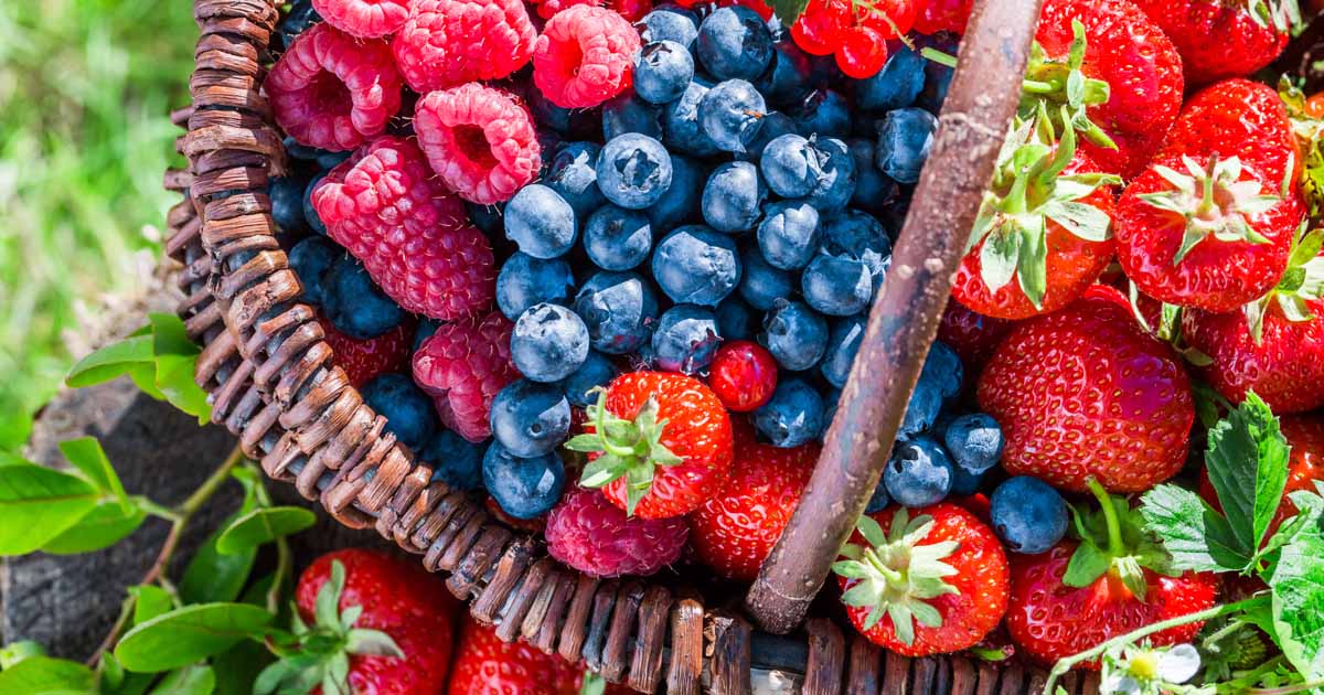 Frutti di Bosco varietà