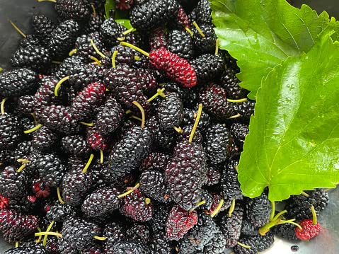 Gelso frutto
