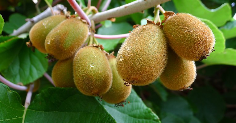 Kiwi coltivazione