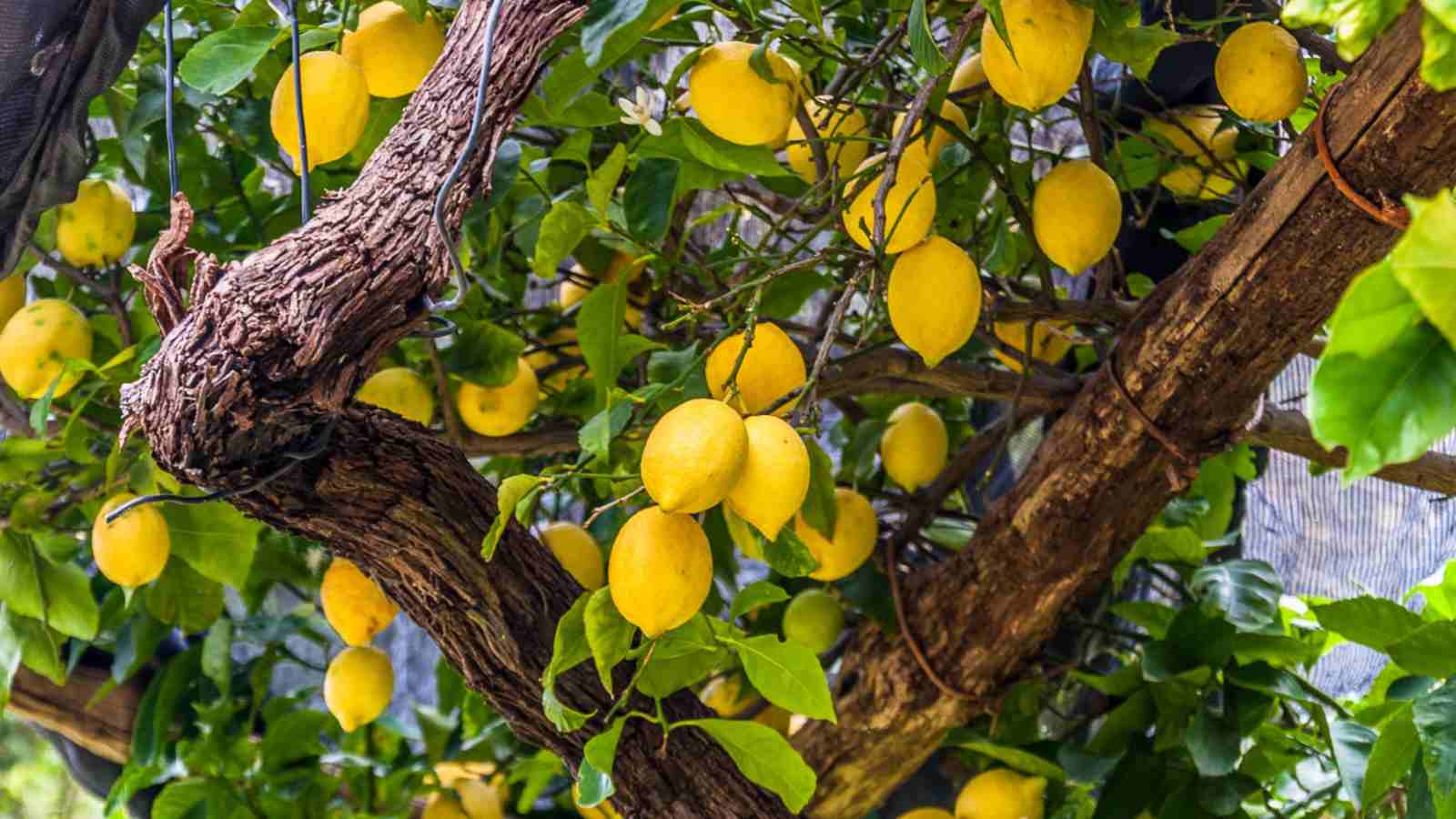 Limone coltivazione