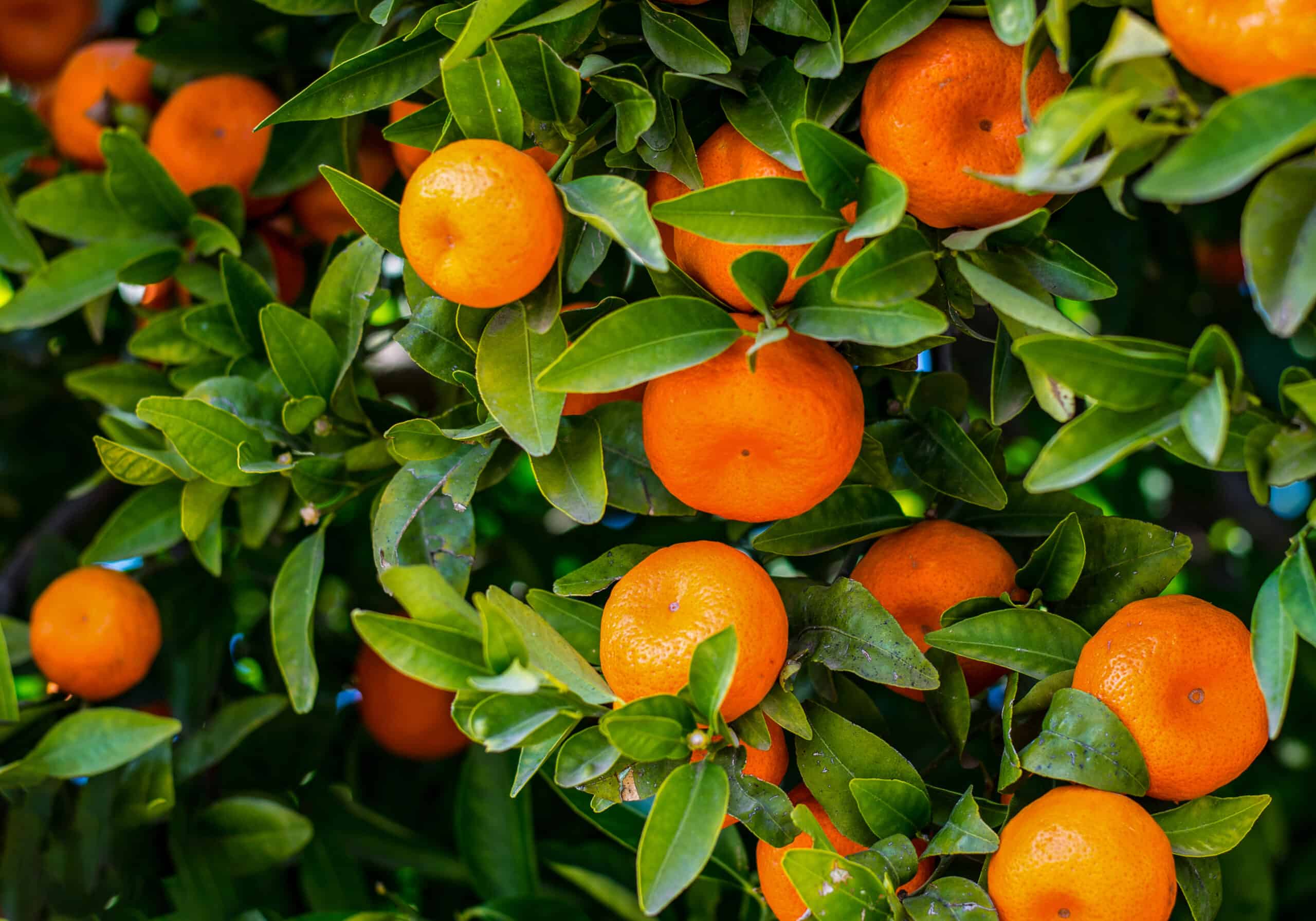frutta, mandarino
