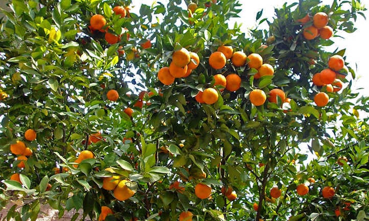 Mandarino coltivazione