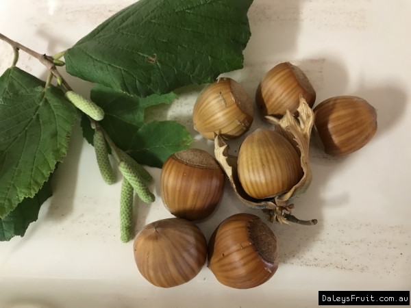 Nocciolo frutti