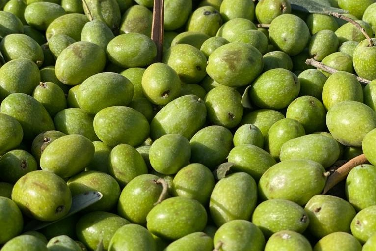 Olivo frutto
