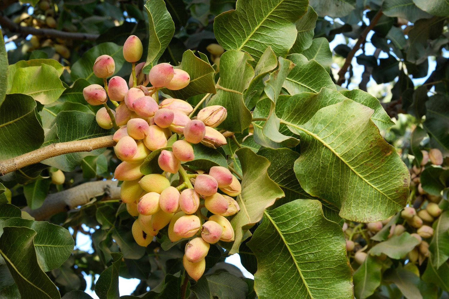 Pistacchio