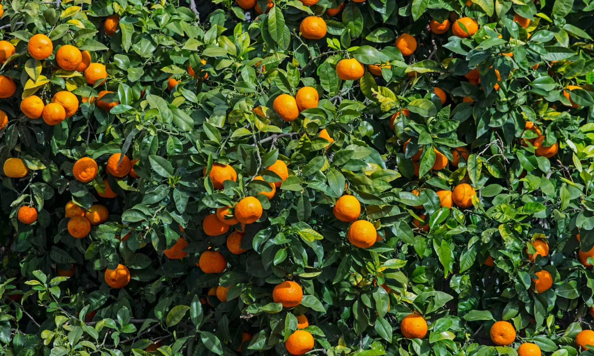Tangerino