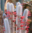 Cleisocactus