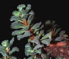 adromischus