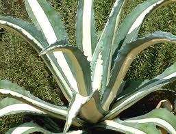 agave