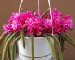 aporocactus