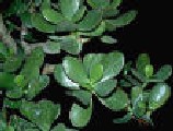 crassula