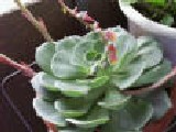 echeveria
