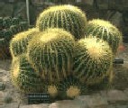 echinocactus